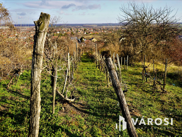 Nyúli, panorámás telek, szőlővel eladó!
