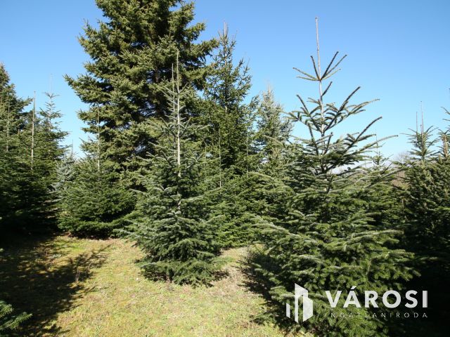 Nagykanizsa közelében csodálatos birtok, lakható épülettel